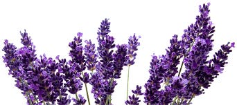 Lavanda